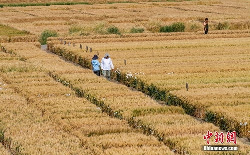 芒種至 北京農業試驗田作物長勢喜人