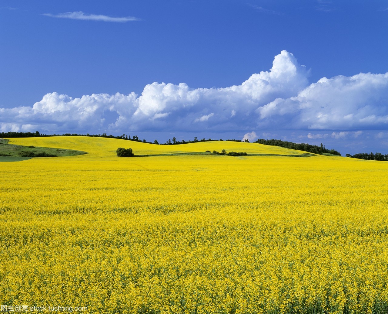 農業(yè)&mdash;&mdash;在加拿大馬尼托巴省的曼尼托巴manitoba附近的菜地。