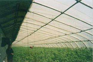 沃森農業(yè)新鄉(xiāng)無支柱溫室大棚骨架廠