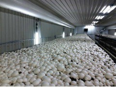 全年供應雙孢菇、白蘑菇_雙孢菇_鮮品_產品庫_中國食用菌商務網