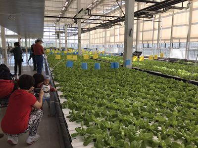 房山&ldquo;秋收節(jié)&rdquo;邀市民體驗(yàn)農(nóng)業(yè)高科技