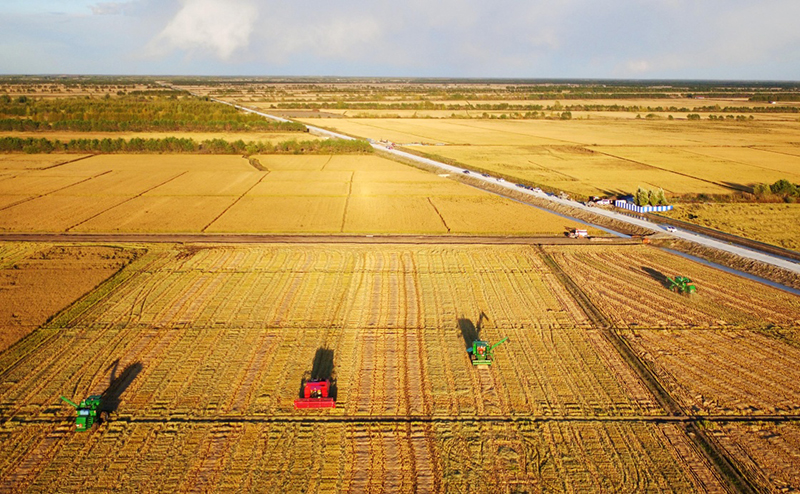 &ldquo;北大倉&rdquo;進入金色收獲季_圖片新聞_中國政府網(wǎng)