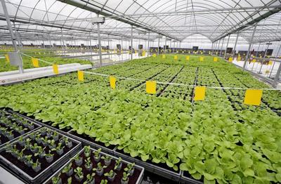 畝產6萬斤有機蔬菜,全年天天采收、幾乎無人的&ldquo;蔬菜工廠&rdquo;長啥樣?