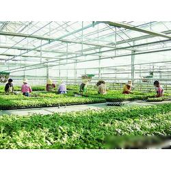 濮陽(yáng)市農(nóng)業(yè)產(chǎn)業(yè)優(yōu)勢(shì) 專(zhuān)業(yè)生產(chǎn)、批發(fā)與供應(yīng)一體化的現(xiàn)代農(nóng)業(yè)基地