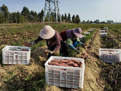 深耕深汕協(xié)作，做大做優(yōu)“農業(yè)蛋糕”，讓“菜籃子”更豐富美味