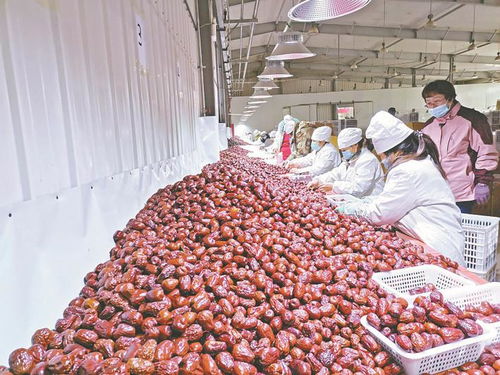 兵團日報 農業(yè)現(xiàn)代化進程中的兵團力量