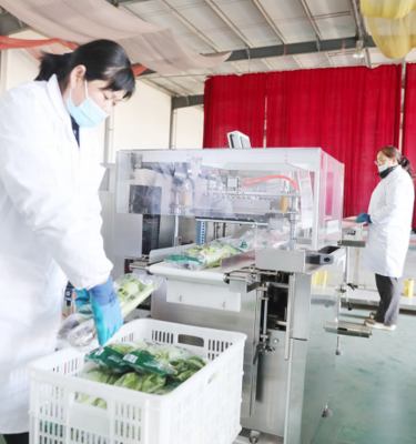 濰坊壽光凈菜 從田間到餐桌的‘高鐵’ 農業(yè)新篇章