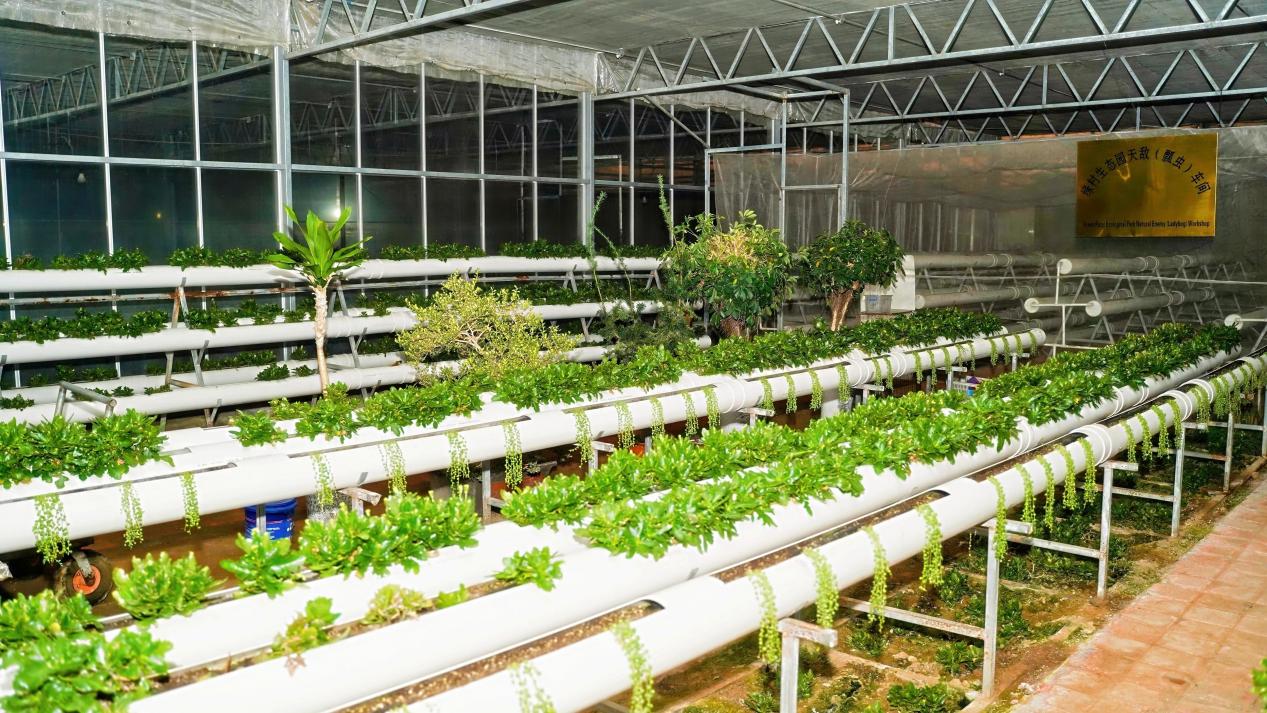 山海間的“豐”味答卷 青島農品以創(chuàng)新實踐聯(lián)通城鄉(xiāng)促共富