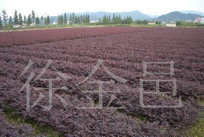 紅葉小檗 經濟與觀賞并存的苗木優(yōu)選