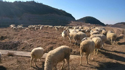 浙江軍袍農業(yè) 專業(yè)供應優(yōu)質小尾寒羊，以實力鑄就信賴
